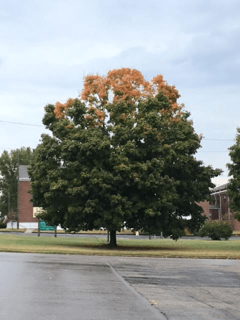 2pm-thursday-10-20-16-after-a-rain