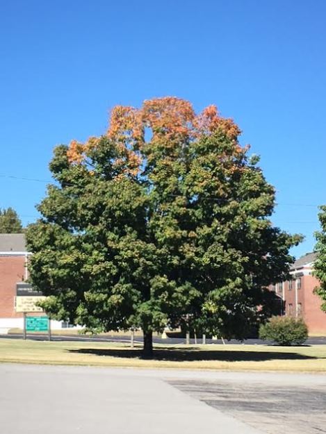 tree-2pm-sunday-102316