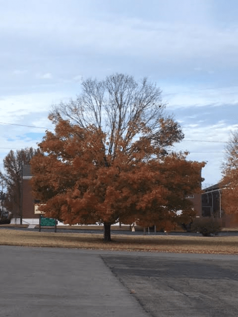 m8-2pm-tuesday-112216