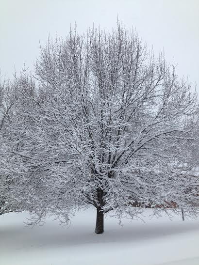 tree in snow a