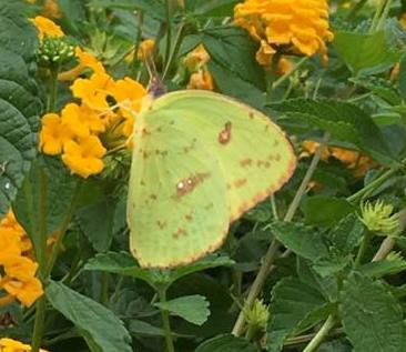 cloudless sulphur