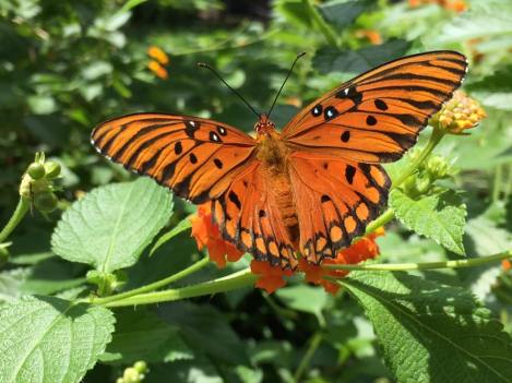 Gulf Fritillary