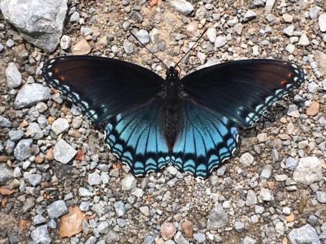 Red spotted purple