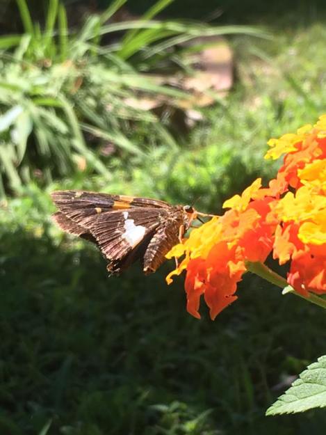 silver spotted skipper