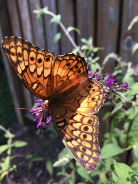 Variegated fritillary