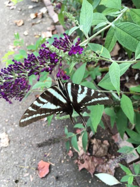 zebra swallowtail