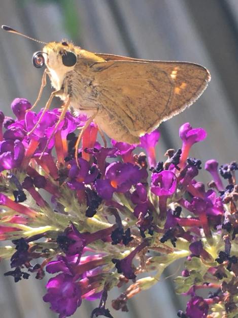 37104497_10213613237143642_8870195097988235264_n