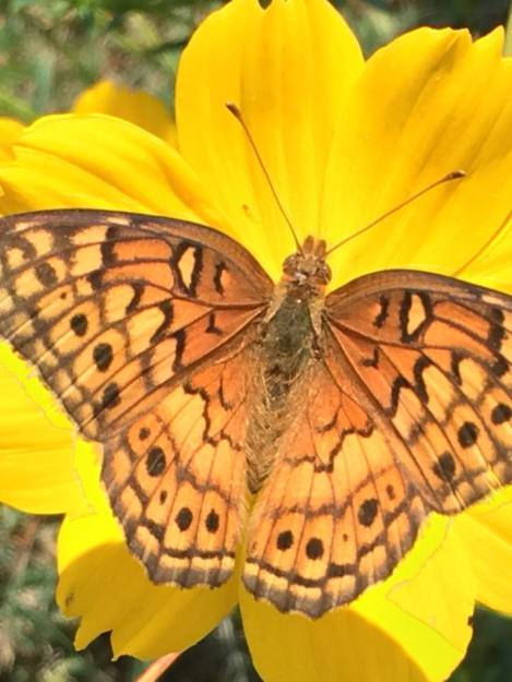 37838182_10213711775887049_3992413182441291776_n