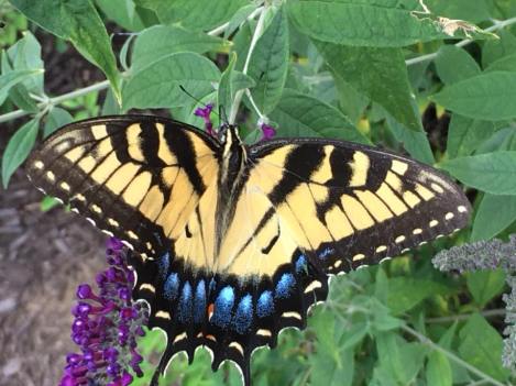 37865681_10213719764606762_6927053985203355648_n