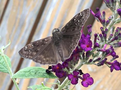 38041869_10213756989617364_6670929975647928320_n