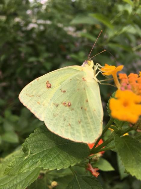 cloudless sulphur